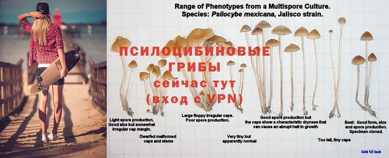 Галлюциногенные грибы Cubensis  shop официальный сайт  Барыш 